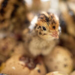 quail-chicks-price-per-bird