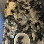 quail-chicks-price-per-bird