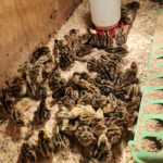 quail-chicks-price-per-bird