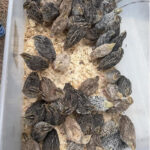 order-quails-online-kenya