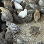 order-quails-online-kenya