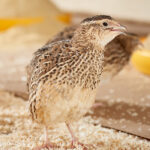 order-quails-online-kenya