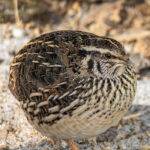 order-quails-online-kenya