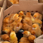 rainbow-roaster-chicks-day-old-kenya