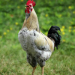 buy-event-cocks-nairobi