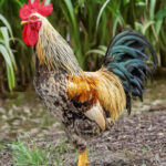 buy-event-cocks-nairobi