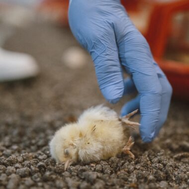 Mortality and bird disposal