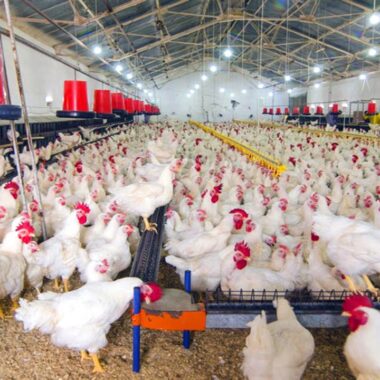 Smart techniques for better Poultry Farming & Management