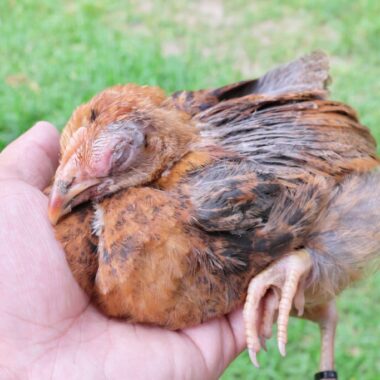 Three common diseases in poultry farming